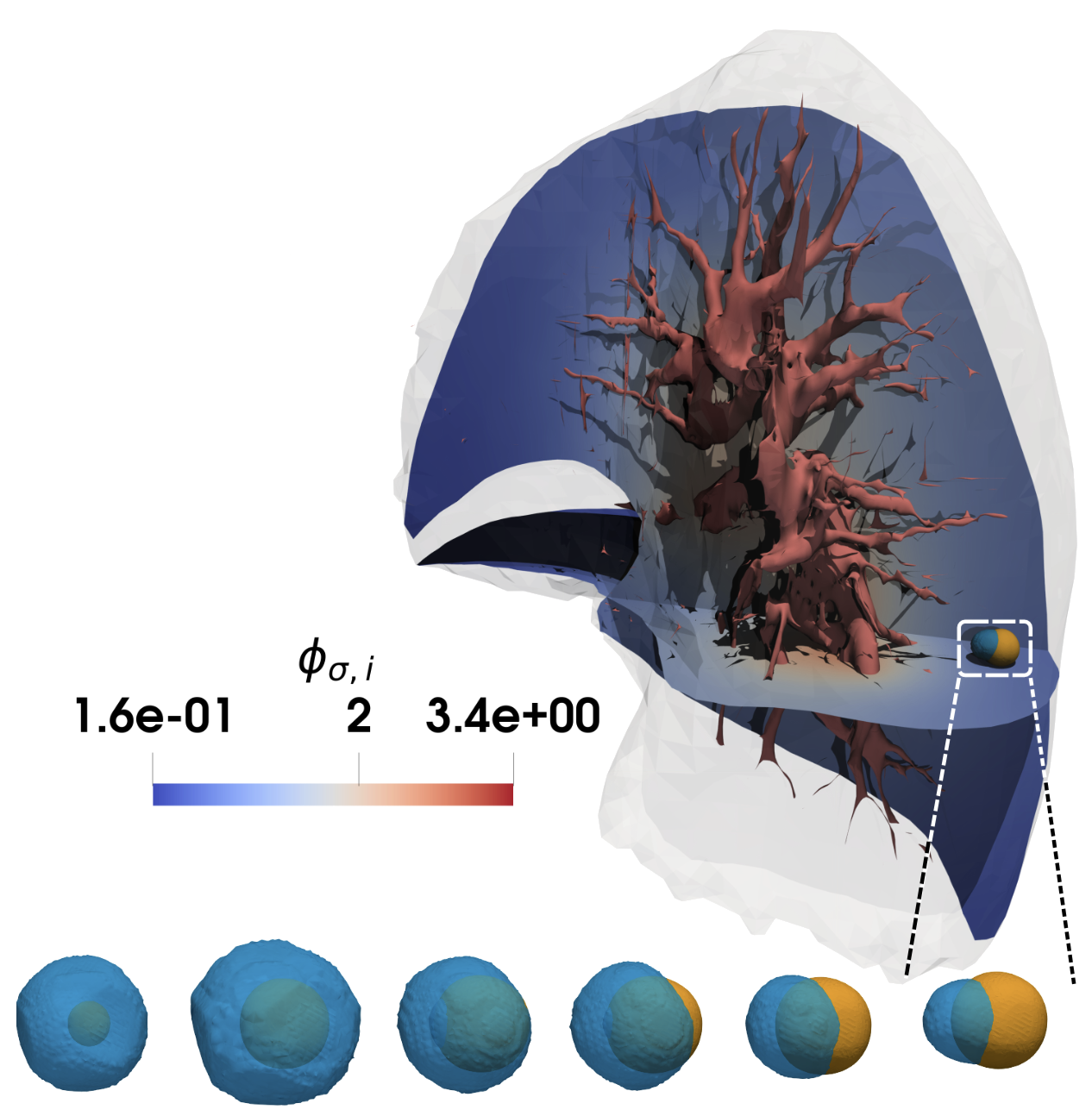 Non-small lung cancer growth